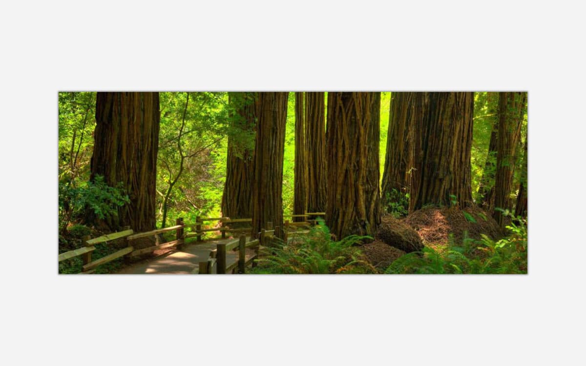 A scenic photograph of a lush Redwood forest with a wooden pathway and beams of sunlight illuminating the verdant undergrowth.