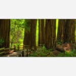 A scenic photograph of a lush Redwood forest with a wooden pathway and beams of sunlight illuminating the verdant undergrowth.