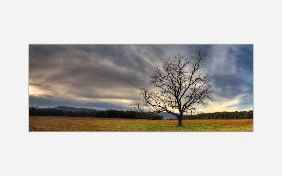 A panoramic photograph of a solitary leafless tree in a golden field with a dramatic cloudy sky and distant mountains in the background.