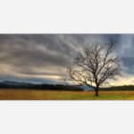 A panoramic photograph of a solitary leafless tree in a golden field with a dramatic cloudy sky and distant mountains in the background.