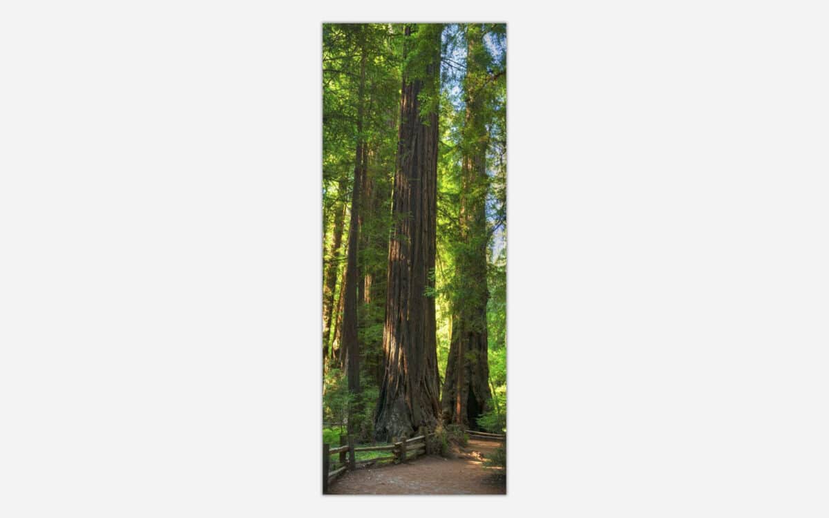 A panoramic photograph of towering redwood trees in a lush forest with sunlight filtering through the canopy.