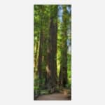 A panoramic photograph of towering redwood trees in a lush forest with sunlight filtering through the canopy.