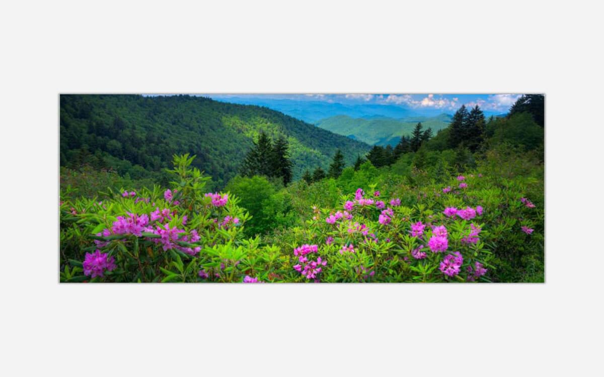 An expansive panoramic photograph of a lush green valley with blooming pink flowers in the foreground and layers of forest-covered hills stretching into the distance under a blue sky with white clouds.