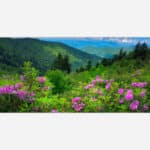 An expansive panoramic photograph of a lush green valley with blooming pink flowers in the foreground and layers of forest-covered hills stretching into the distance under a blue sky with white clouds.