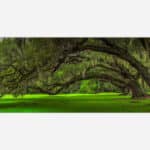 A panoramic photograph of majestic southern live oaks draped with Spanish moss in a lush green setting.