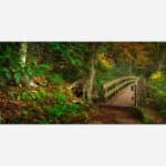 Wooden bridge over a forest pathway surrounded by fall foliage and greenery, depicting a serene and tranquil woodland scene.