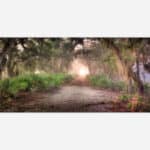 A serene image of a misty forest pathway surrounded by trees with Spanish moss and soft morning light filtering through the fog.