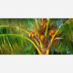 Close-up of a coconut palm tree with lush green fronds and a cluster of brown coconuts against a blurred background.
