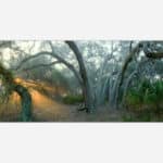 A panoramic photo of a serene misty forest with southern live oaks creating an enchanting and tranquil atmosphere.