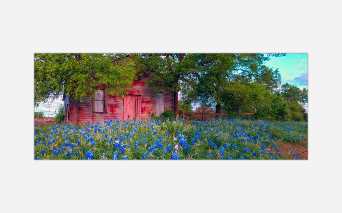 An image of a rustic red cabin surrounded by a vibrant field of Texas bluebonnets with lush green trees under a soft blue sky.