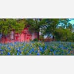 An image of a rustic red cabin surrounded by a vibrant field of Texas bluebonnets with lush green trees under a soft blue sky.