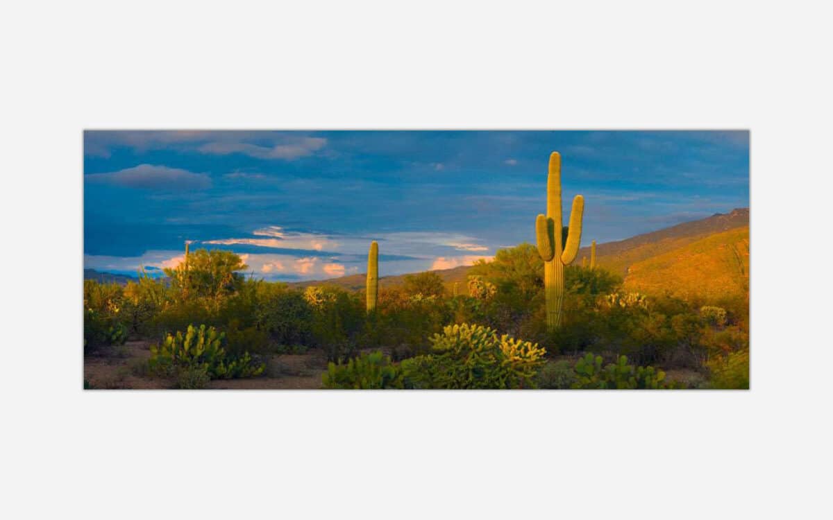 A panoramic photograph of a desert landscape at sunset featuring towering saguaro cacti, lush desert vegetation, and a mountain backdrop under a sky with clouds illuminated by the setting sun.