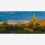 A panoramic photograph of a desert landscape at sunset featuring towering saguaro cacti, lush desert vegetation, and a mountain backdrop under a sky with clouds illuminated by the setting sun.