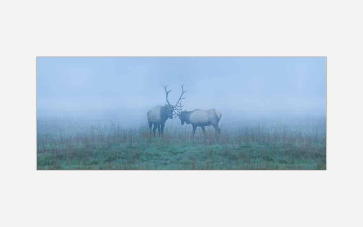Two elks facing each other in a misty, blue-toned forest setting.