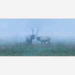 Two elks facing each other in a misty, blue-toned forest setting.