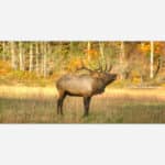 A majestic elk bugling in a grassy meadow with autumn-colored trees in the background.