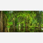 A photographic art piece capturing the lush greenery and water reflections of a serene swamp landscape with cypress trees and hanging Spanish moss.