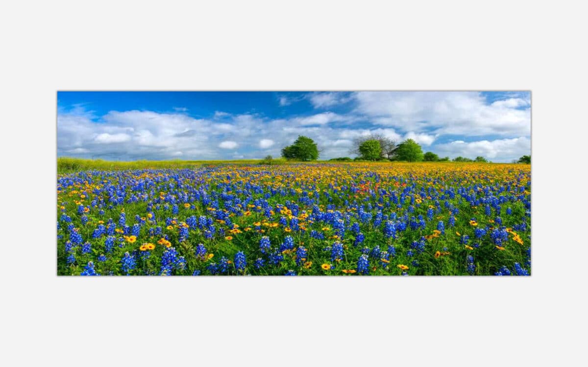 A panoramic landscape photograph of a vibrant flower meadow with bluebonnets and wildflowers under a blue sky with fluffy clouds.