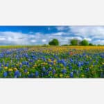 A panoramic landscape photograph of a vibrant flower meadow with bluebonnets and wildflowers under a blue sky with fluffy clouds.