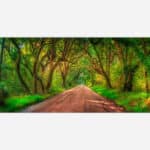 A vibrant photograph of a scenic forest road with a canopy of trees and lush greenery on either side.