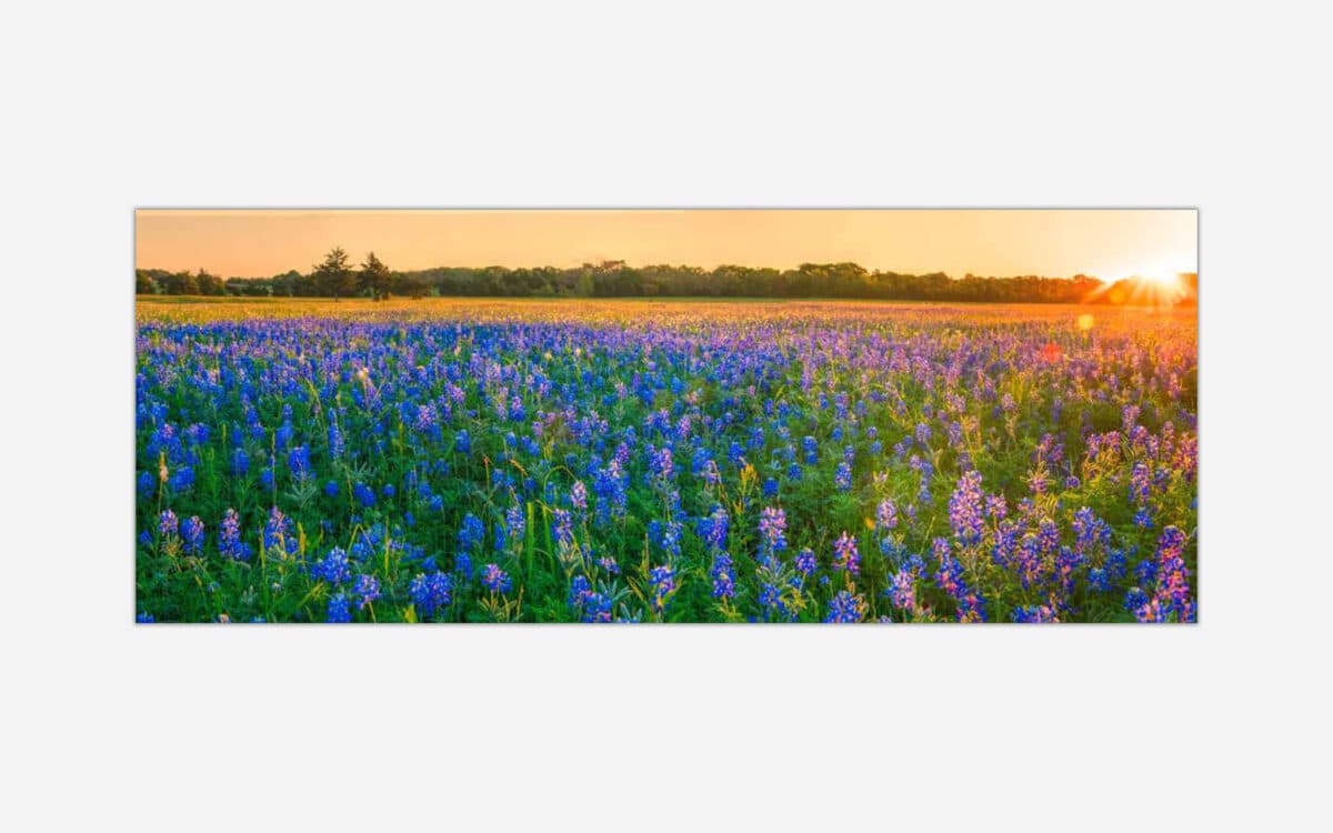 A panoramic photograph of a vibrant wildflower field at sunset, featuring bluebonnets and a sunburst peeking over the horizon.
