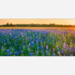 A panoramic photograph of a vibrant wildflower field at sunset, featuring bluebonnets and a sunburst peeking over the horizon.