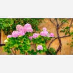 A photograph of pink hydrangea flowers blooming beside a vintage window on a rustic wall with climbing green plants.