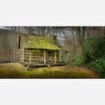 An old moss-covered rustic cabin in a forest clearing with bare trees and green underbrush.