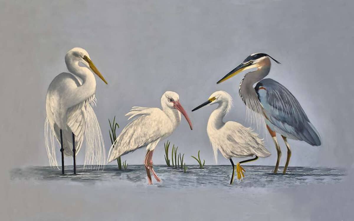 A painting of four different species of wading birds, including herons and egrets, standing in shallow water with a soft grey background.