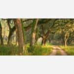 A tranquil forest path lined with majestic oak trees draped in Spanish moss, bathed in warm sunlight creating a serene landscape.