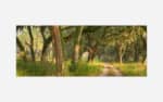 A tranquil forest path lined with majestic oak trees draped in Spanish moss, bathed in warm sunlight creating a serene landscape.