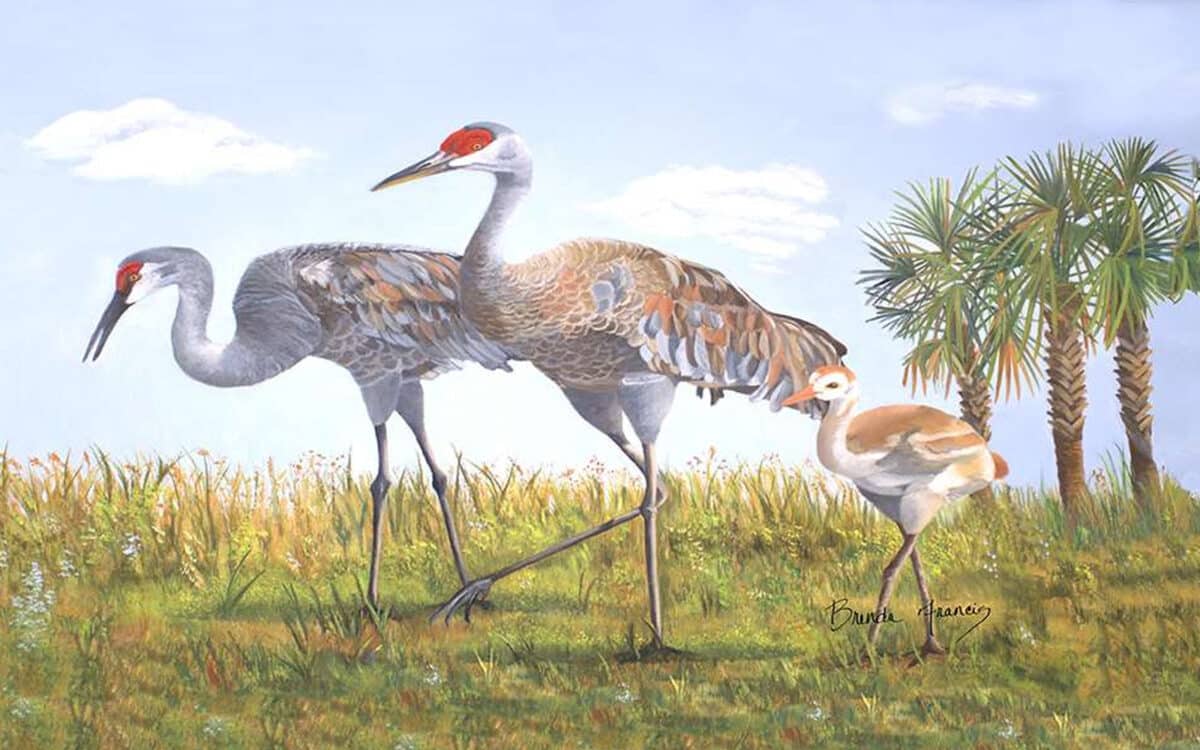 Painting of two Sandhill Cranes in a grassy wetland with palmetto trees in the background.