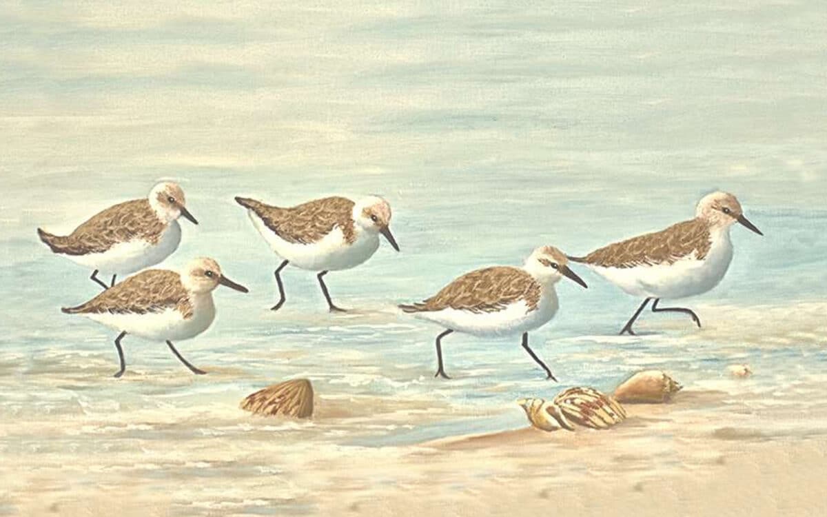 Alt text: Painting of a group of sandpipers walking along a sandy beach with seashells and a calm ocean in the background.