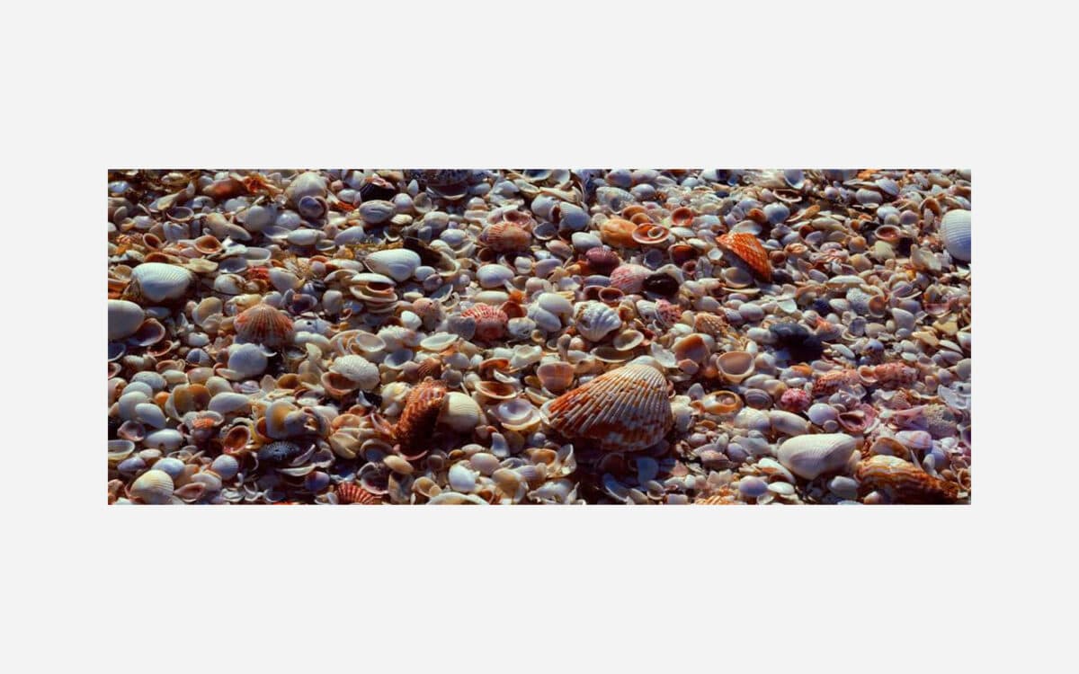 A close-up photo of a dense collection of various colorful seashells covering the ground.