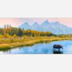 A panoramic photograph of a moose standing in a river with autumn-colored trees and a mountain range in the background at dusk.