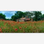 An art print of a rustic house surrounded by a vibrant field of red poppies with trees and blue sky in the background.