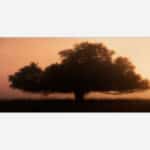 A painting of a lone tree silhouette against a warm golden sunrise or sunset background with a hazy sky.