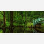 A serene image of a green forest with a small wooden bridge over a reflective water body, showcasing lush trees and tranquil surroundings.