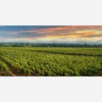 A panoramic view of a vineyard at sunset with colorful skies and lush green grapevines.