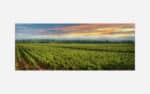 A panoramic view of a vineyard at sunset with colorful skies and lush green grapevines.