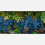 Close-up photograph of lush blue wine grapes hanging from a vine in a vineyard, with green leaves and grapevines visible.