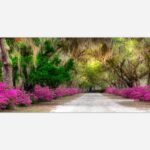 Avenue of Azaleas