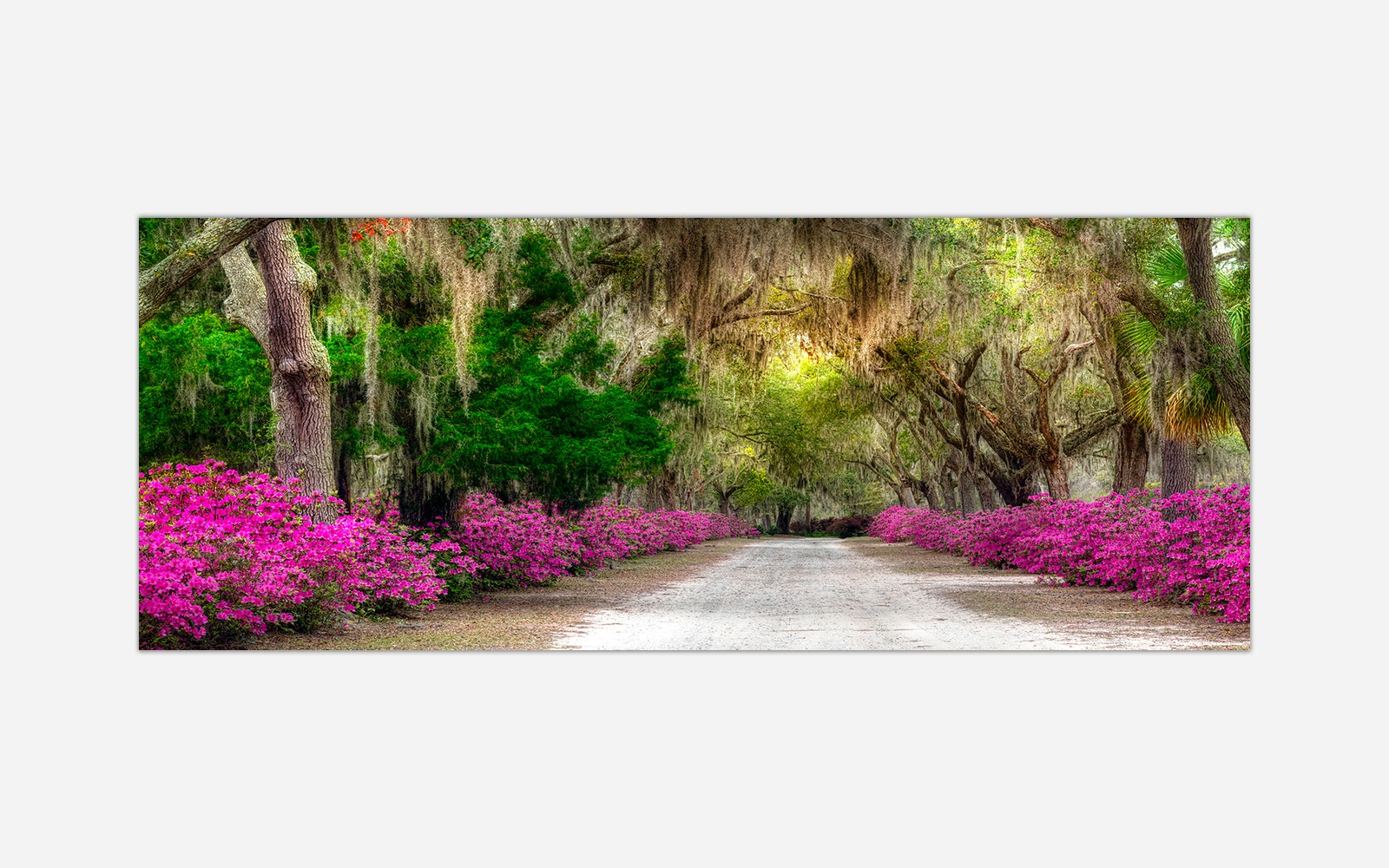 Avenue-of-Azaleas-1 Avenue of Azaleas - Image 1