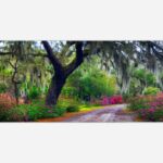 Southern Beauty